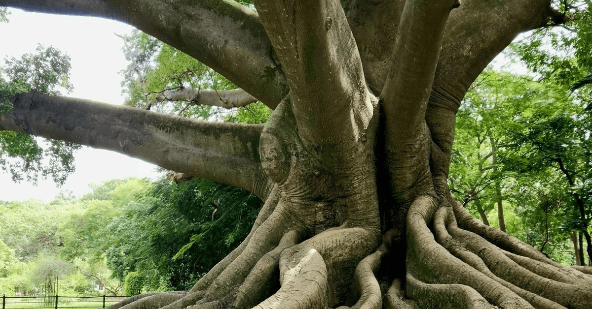 ROOTS Fellowship Foundation Announces Funding for Four Indigenous Heritage Projects in Africa and South America