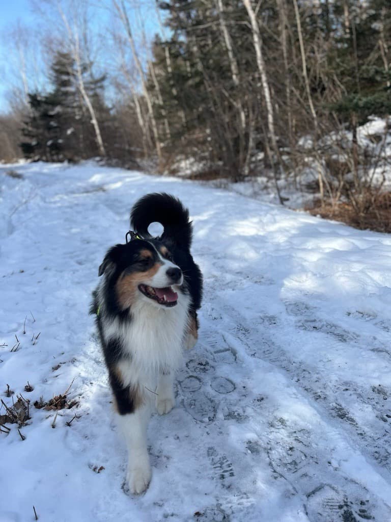 Canadian Dogs Inducted into Purina Animal Hall of Fame for Life-Saving Acts