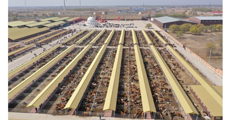 Hinggan League's Agricultural, Cultural and Tourism Consumption Carnival Opens in Beijing, Showcasing Green Development and Industry Upgrades