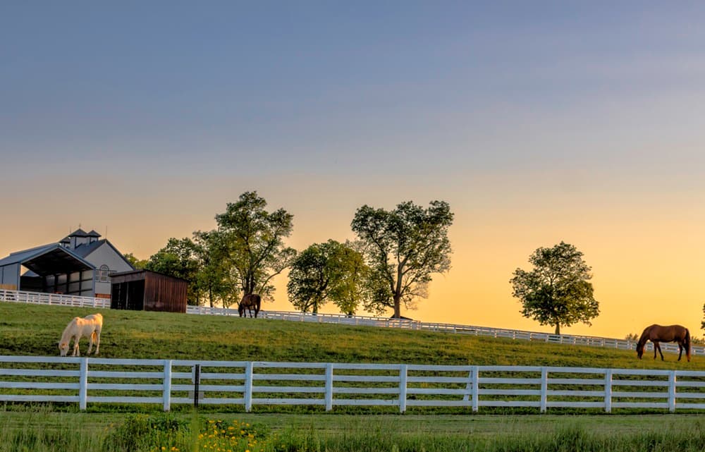 Ocala Horse Farm Buyers Beware: Hidden Pitfalls Experts Say You Must Know Before Buying
