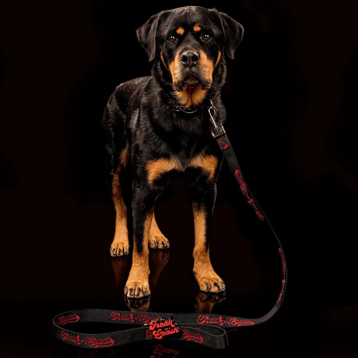 Freak On a Leash Reimagines Spiked Dog Collars as Everyday Durable Accessories