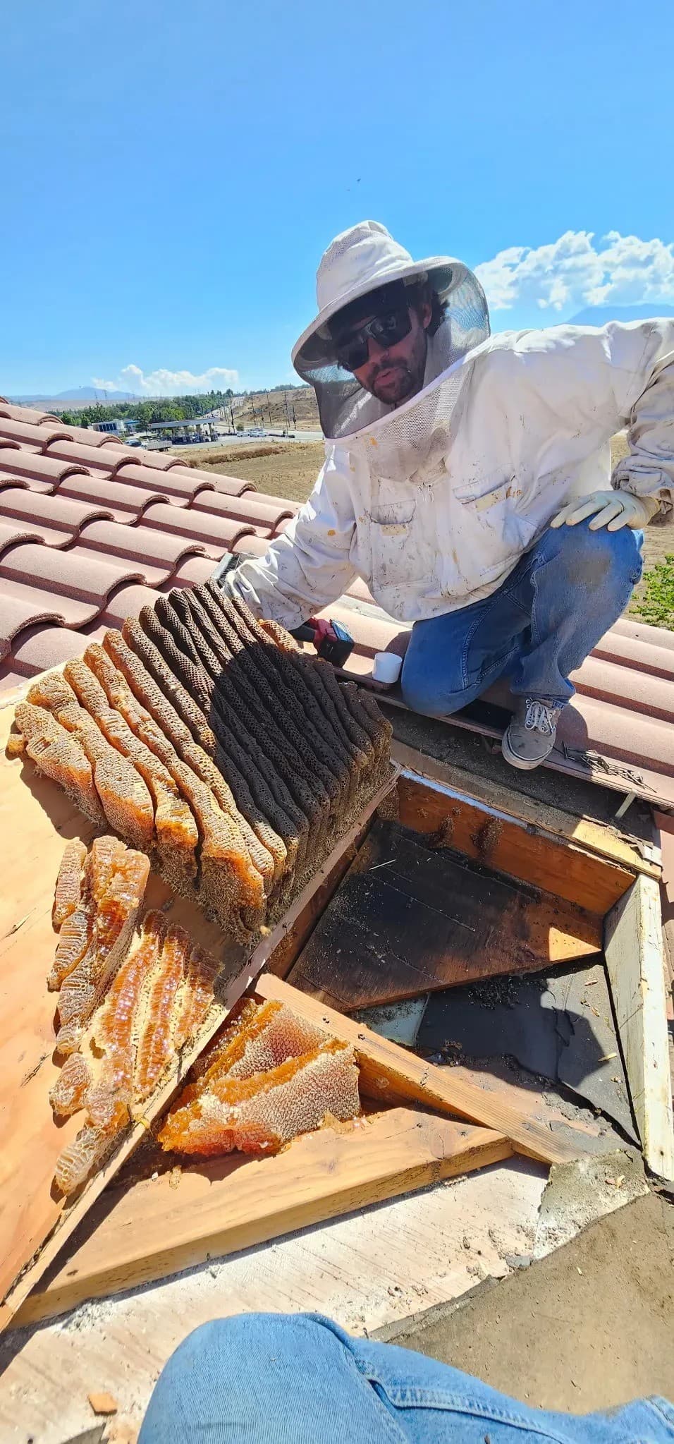 Why Leaving Honeycomb Behind After Extermination Causes Long-Term Problems for Hemet Property Owners